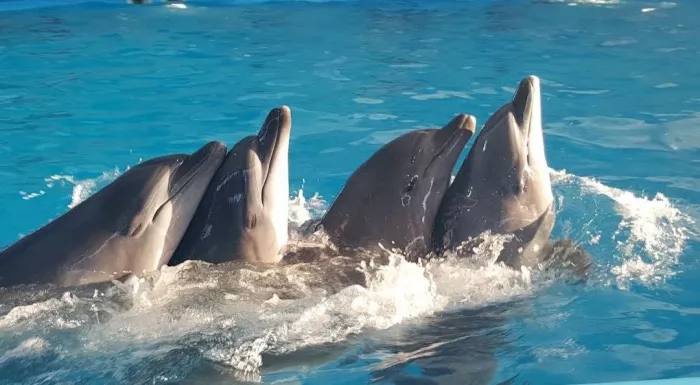 Дельфинарий «Dolphins Bay Phuket»
