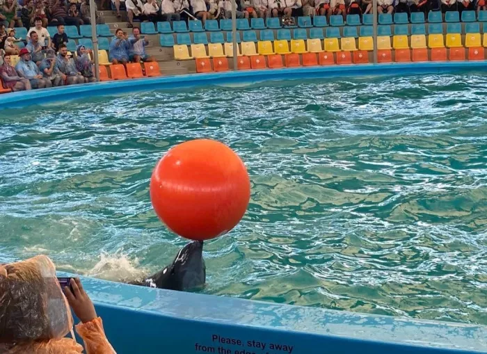 Дельфинарий «Dolphins Bay Phuket»
