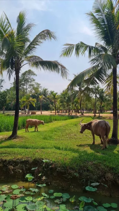 Ферма «Old Phuket»