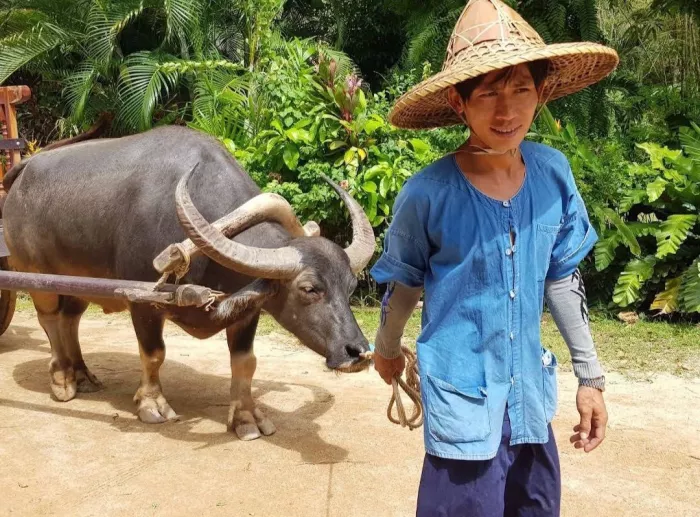Ферма «Old Phuket»