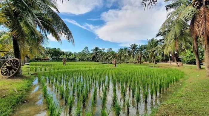 Ферма «Old Phuket»