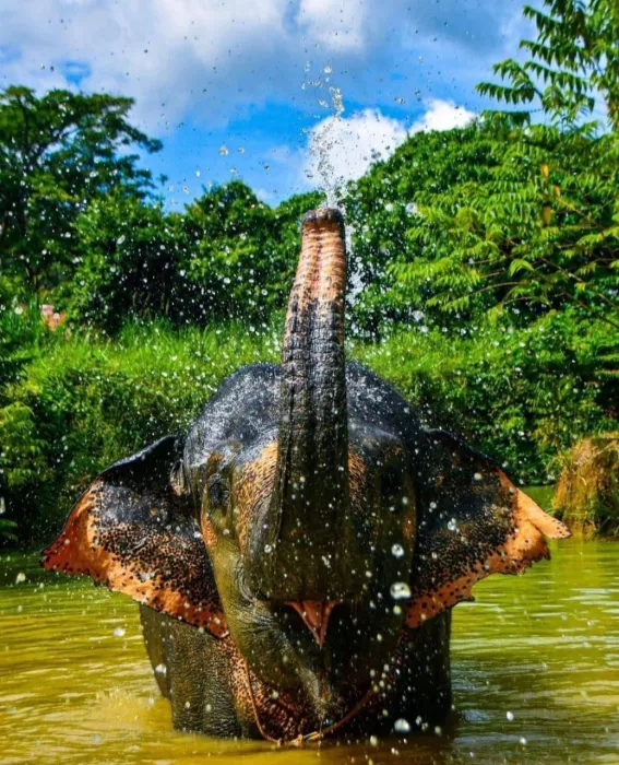Заповедник «Elephant Jungle»