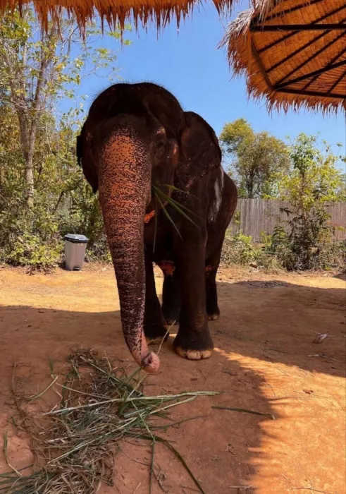 Заповедник «Elephant Jungle»