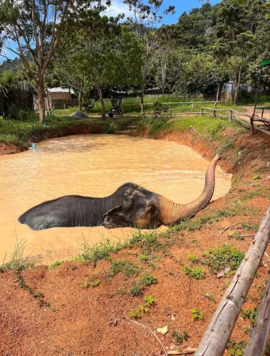 Заповедник «Elephant Jungle»