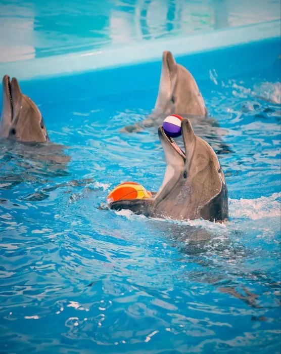 Дельфинарий «Dolphinarium Pattaya»
