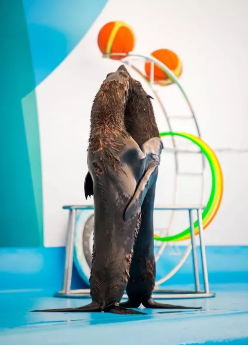 Дельфинарий «Dolphinarium Pattaya»