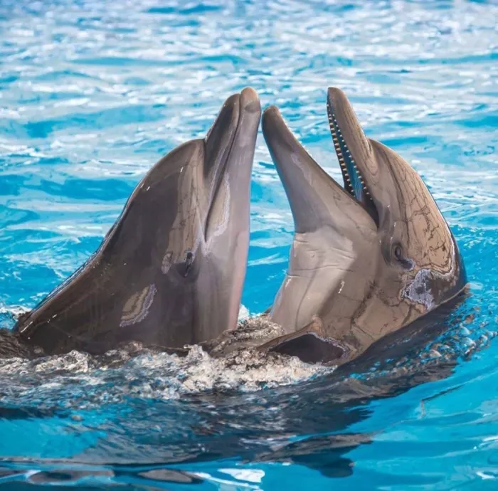 Дельфинарий «Dolphinarium Pattaya»
