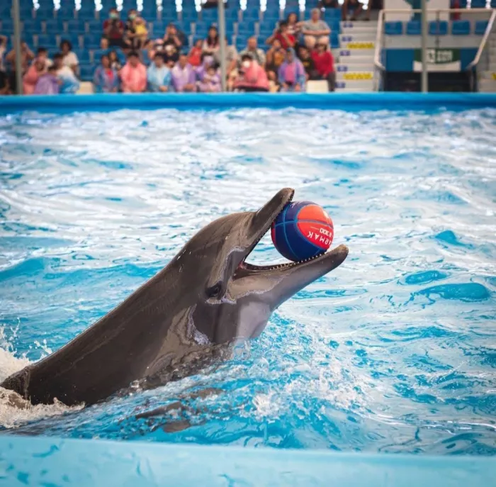 Дельфинарий «Dolphinarium Pattaya»