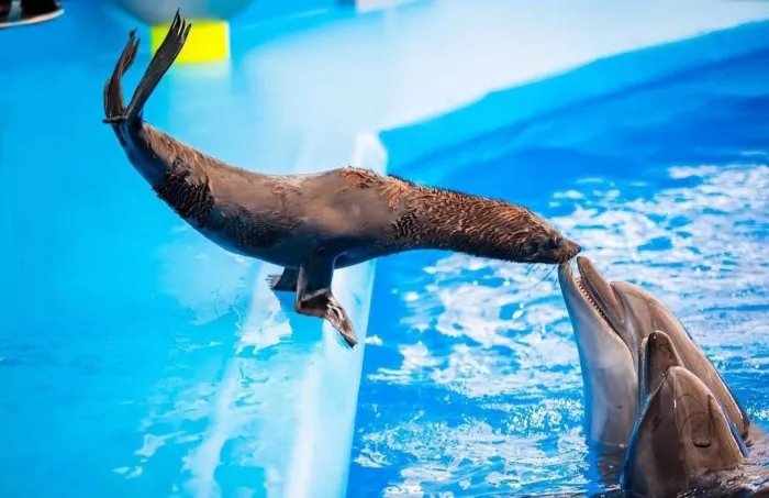 Дельфинарий «Dolphinarium Pattaya»