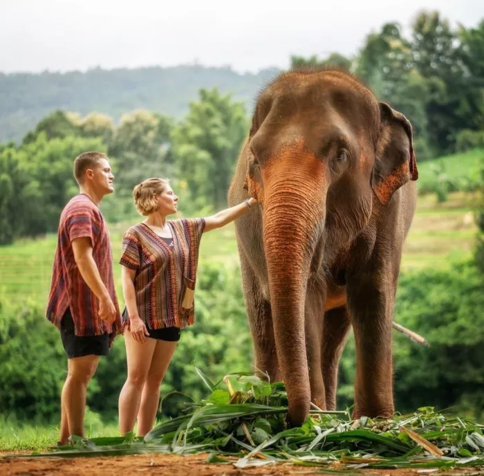 Заповедник «Elephant Jungle Pattaya»