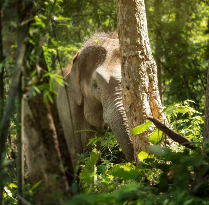 Заповедник «Elephant Jungle Pattaya»