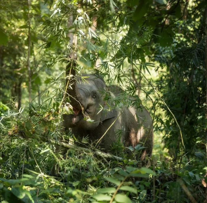 Заповедник «Elephant Jungle Pattaya»