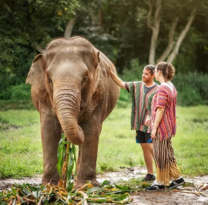 Заповедник «Elephant Jungle Pattaya»