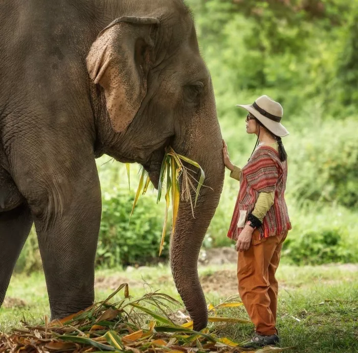 Заповедник «Elephant Jungle Pattaya»