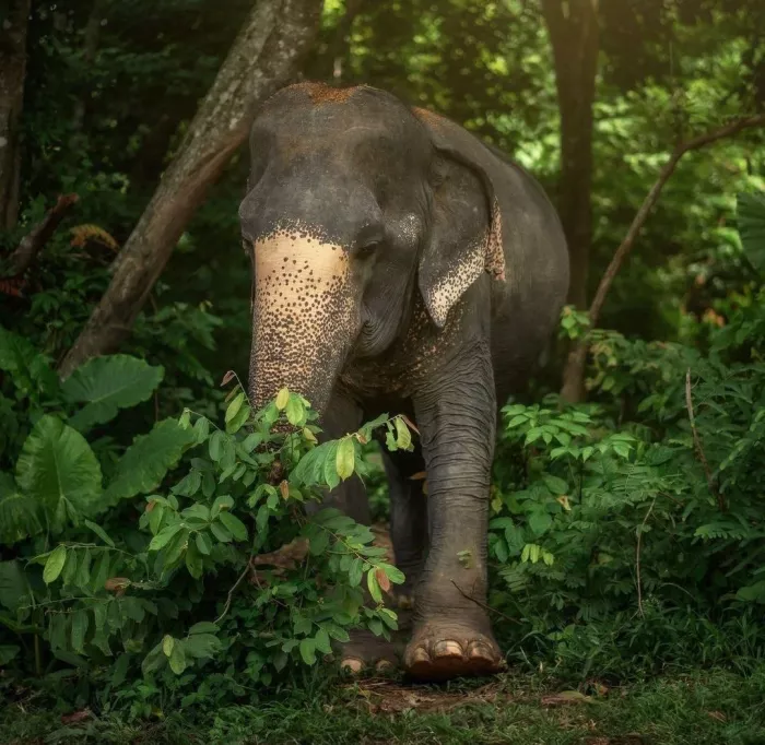 Заповедник «Elephant Jungle Pattaya»