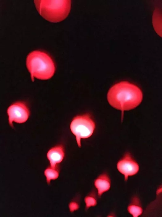 Бар die rote